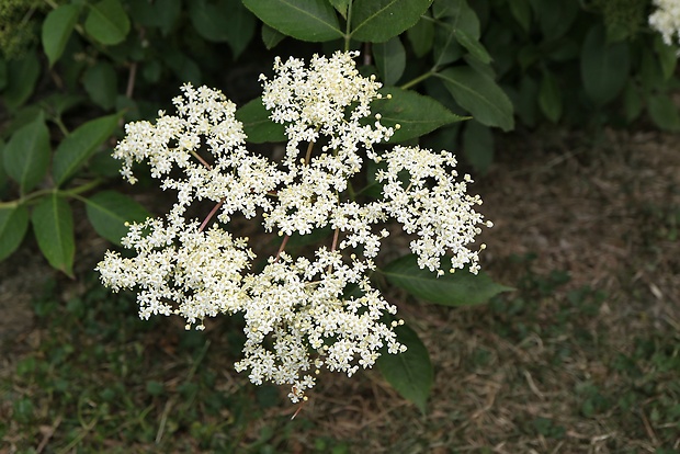 baza čierna Sambucus nigra L.