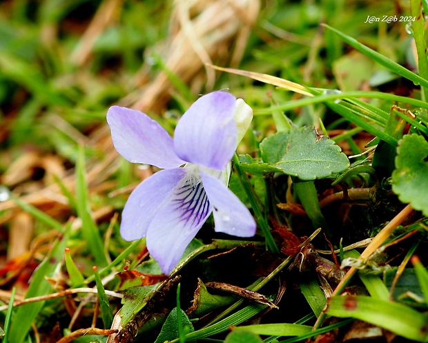 fialka Viola sequeirae  Capelo, R. Jardim, J. C. Costa