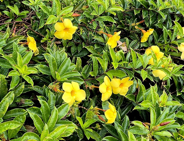 Allamanda cathartica L.