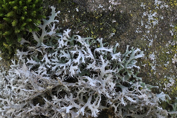 jaseňovka brvitá Anaptychia ciliaris subsp. ciliaris (L.) Körb. ex A. Massal.