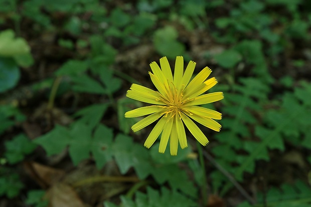 razivka smradľavá Aposeris foetida (L.) Less.