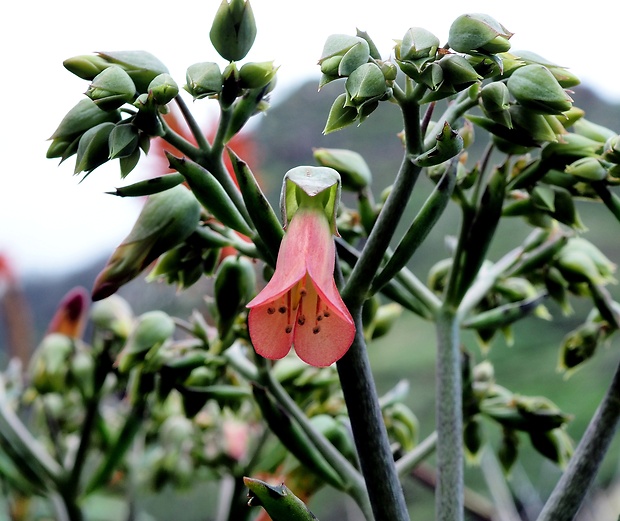 púčikovec Bryophyllum delagoense (Eckl. &amp; Zeyh.) Schinz