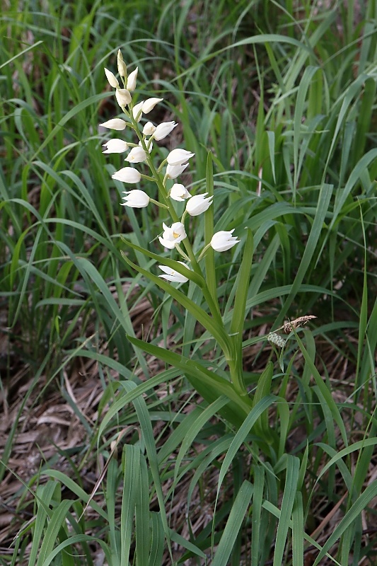 prilbovka dlholistá Cephalanthera longifolia (L.) Fritsch