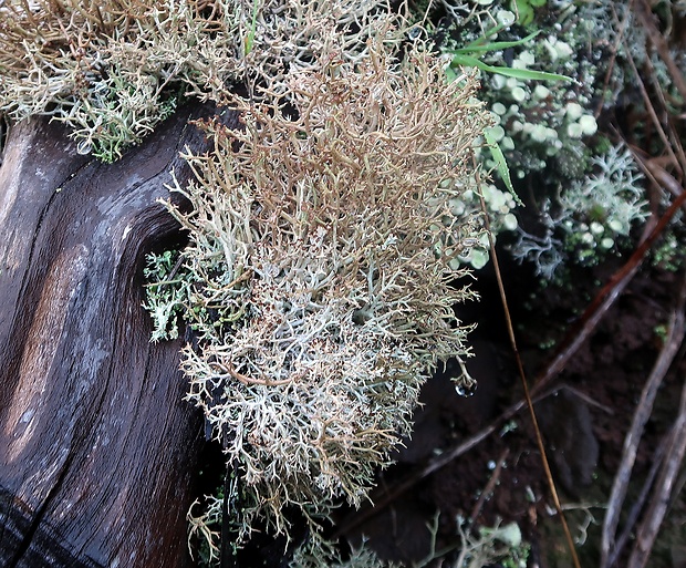 dutohlávka vidlicovitá Cladonia furcata subsp. furcata (Huds.) Schrad.