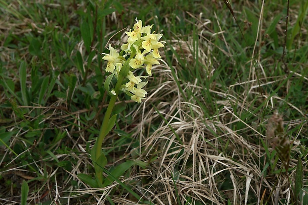 vstavačovec bazový Dactylorhiza sambucina (L.) Soó