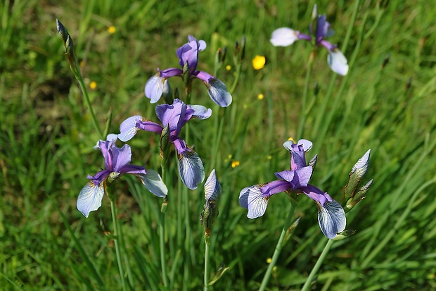 kosatec sibírsky Iris sibirica L.