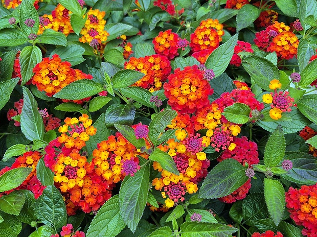 lantana menlivá Lantana camara L.