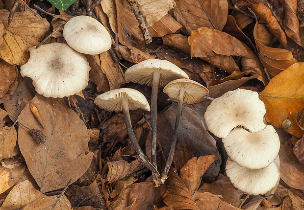 tanečnica fialovosivá Marasmius wynneae Berk. & Broome