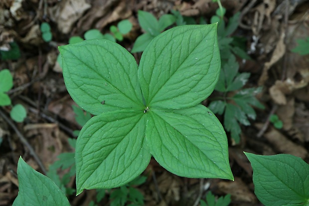 vranovec štvorlistý Paris quadrifolia L.