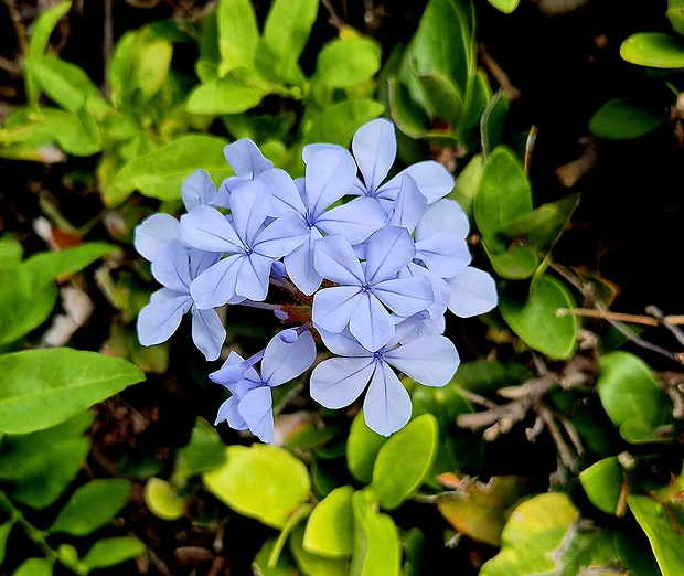 Plumbago auriculata  Lam.