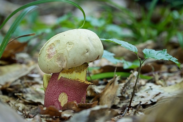 hríb purpurový Rubroboletus rhodoxanthus Kuan Zhao &amp; Zhu L. Yang