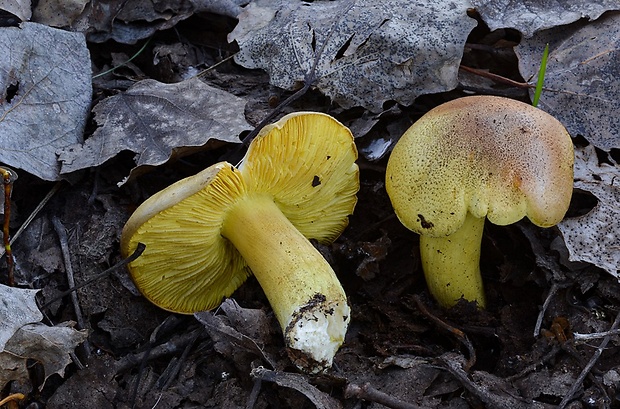 čírovka osiková Tricholoma frondosae Kalamees & Shchukin