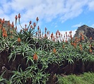 aloe stromovité