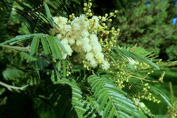 akácia Acacia mearnsii de Wild.