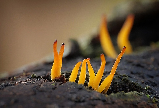 parôžkovec malý Calocera cornea (Fr.) Loud.