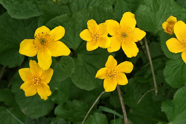 záružlie močiarne Caltha palustris L.