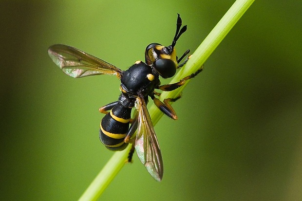 okanka Conops flavipes