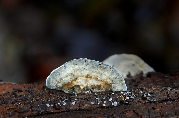 šťavnatec Cyanosporus sp.