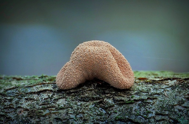 dutinovka otrubnatá Encoelia furfuracea (Roth) P. Karst.