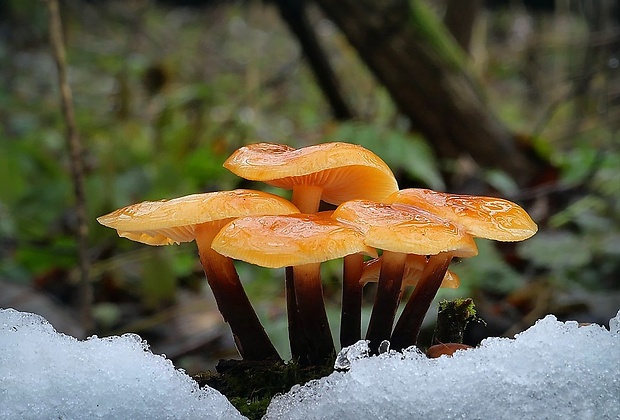 plamienka Flammulina sp.