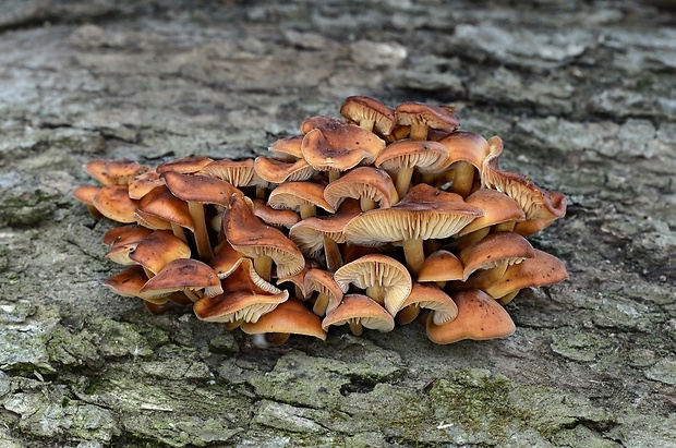 plamienka Flammulina sp.