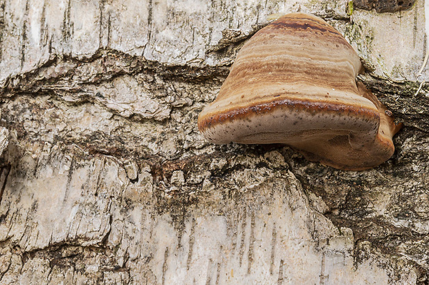 práchnovec kopytovitý Fomes fomentarius (L.) J.J. Kickx