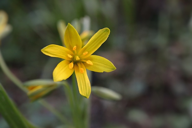 krivec Gagea sp.