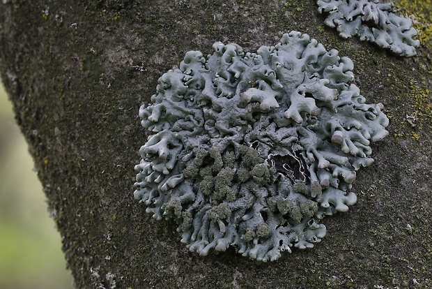 diskovka rúrkovitá Hypogymnia tubulosa (Schaer.) Hav.