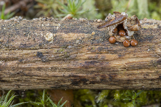 hniezdovec deformovaný Nidularia deformis (Willd.) Fr.