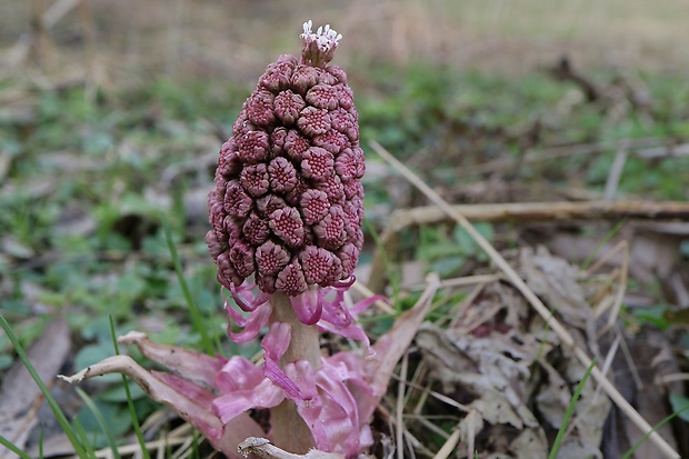 deväťsil lekársky Petasites hybridus (L.) P. Gaertn., B. Mey. et Scherb.