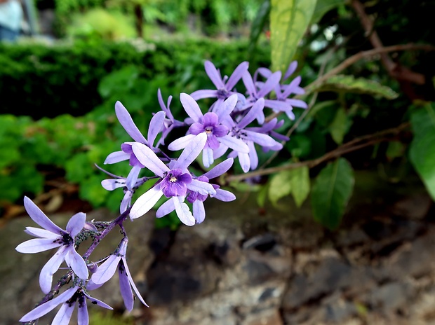 petrea Petrea volubilis L.