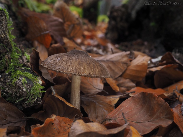 štítovka vláknitá Pluteus umbrosus (Pers.) P. Kumm.