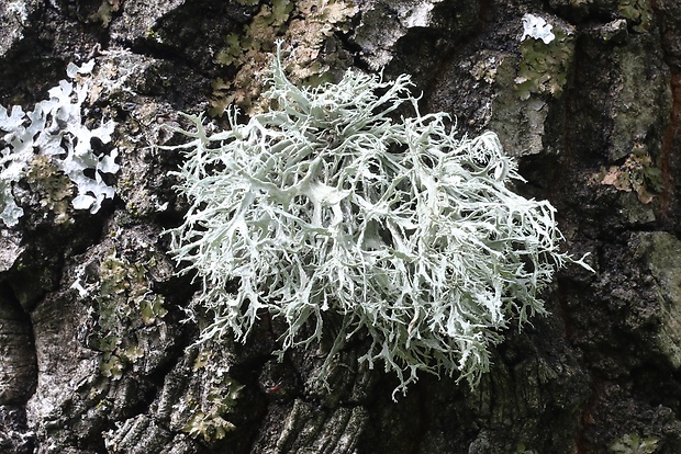 stužkovec pomúčený Ramalina farinacea (L.) Ach.