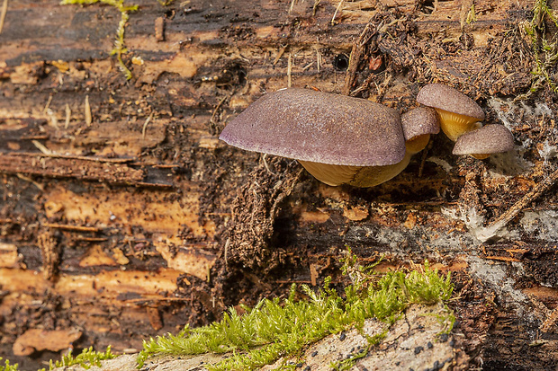 pňovka neskorá Sarcomyxa serotina (Pers.) P. Karst.