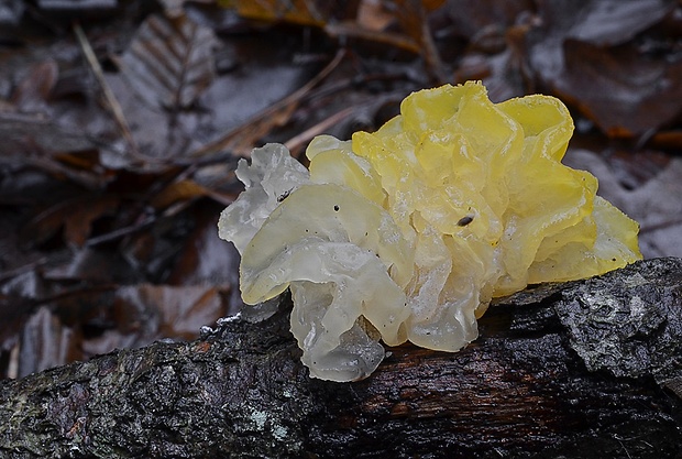 rôsolovka zlatožltá Tremella mesenterica Retz.