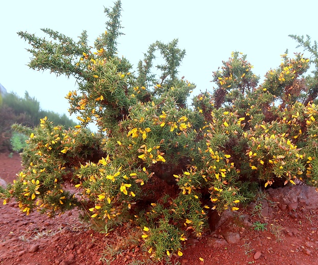 útesovec európsky Ulex europaeus L.