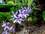 petrea