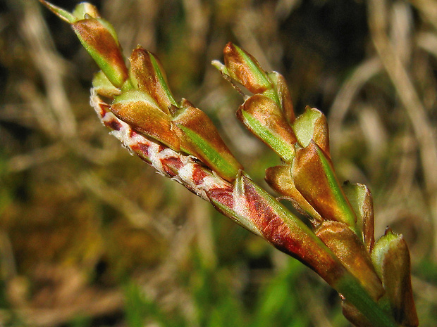 ostrica prstnatá Carex digitata L.