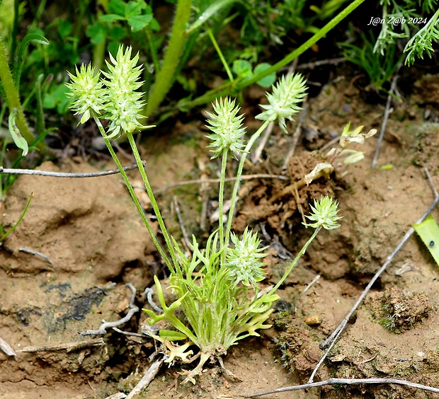 rohohlavec rovný Ceratocephala orthoceras DC.