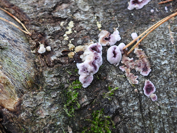 pevníkovec purpurový Chondrostereum purpureum (Pers.) Pouzar