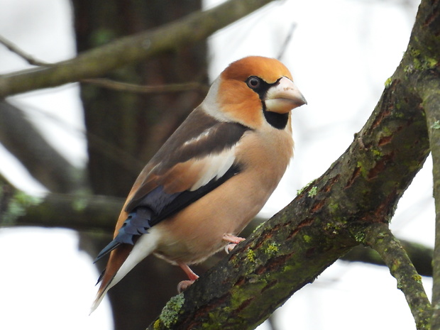 glezg hrubozobý Coccothraustes coccothraustes