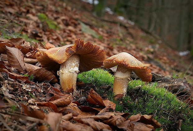 pavučinovec inovaťový Cortinarius caperatus (Pers.) Fr.