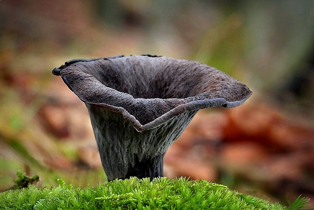 lievik trúbkovitý Craterellus cornucopioides (L.) Pers.