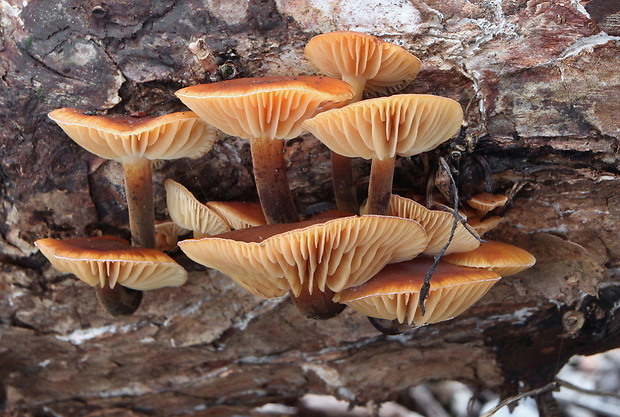 plamienka Flammulina sp.