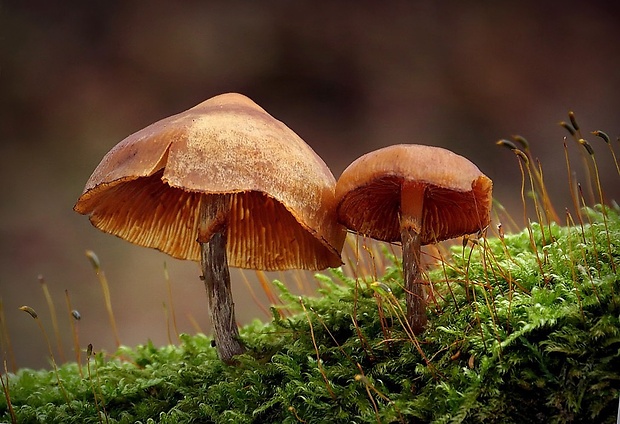 kapucňovka Galerina sp.