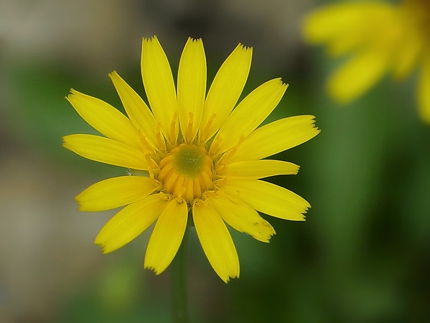 jastrabník Hieracium sp.