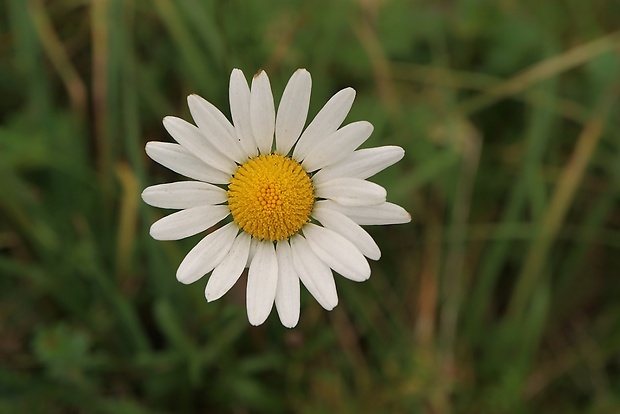 margaréta biela Leucanthemum vulgare Lam.