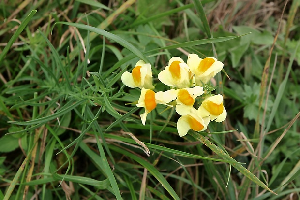 pyštek obyčajný Linaria vulgaris Mill.