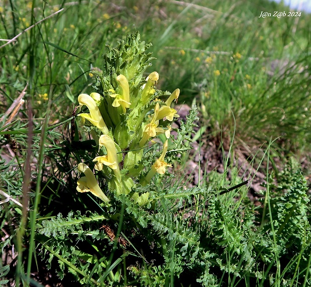 všivec Pedicularis songarica Schrenk ex Fisch. & C.A.Mey.