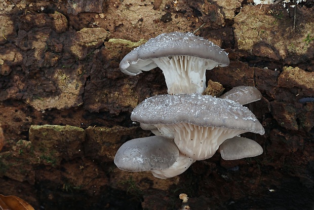 hliva ustricovitá Pleurotus ostreatus (Jacq.) P. Kumm.